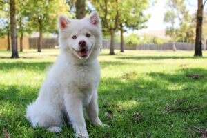 Lees meer over het artikel Wat te doen als je hond bang is voor onweer