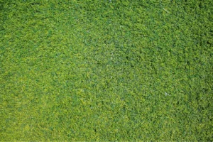 Lees meer over het artikel Wat zijn de voordelen van kunstgras in je tuin?