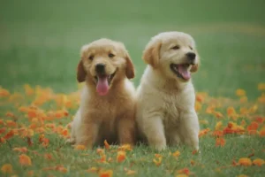 Lees meer over het artikel Je eerste dagen als hondenbaasje: do’s en don’ts